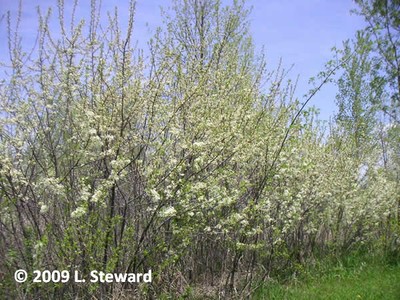 Prunus americana