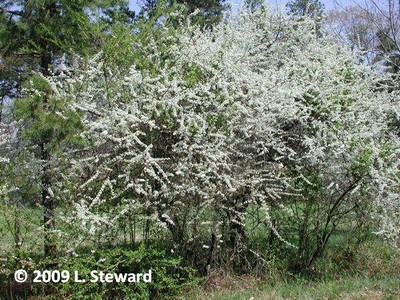 Prunus angustifolia