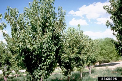 Prunus avium 1.jpg