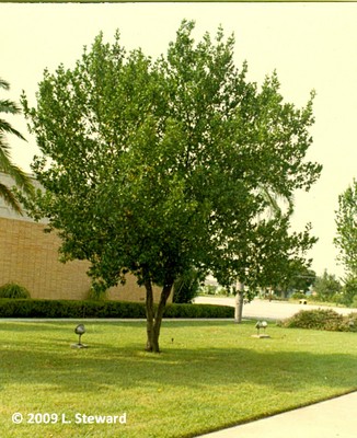 Prunus caroliniana