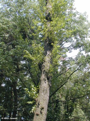 Prunus serotina