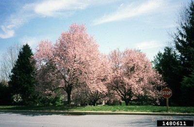 Prunus serrulata'Kwanzan' 1.jpg