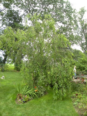 Prunus subhirtella