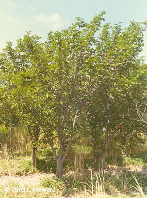 Prunus x 'Kwansen'