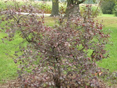 Prunus x cistina