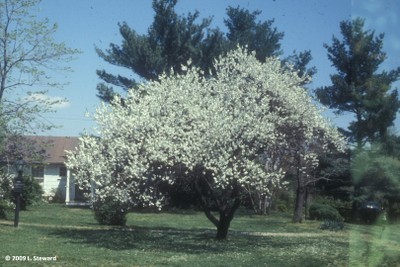 Prunus x yedoensis