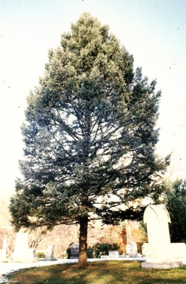 Pseudotsuga menzeii