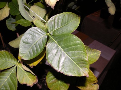 Ptlea trifoliata (foliage)