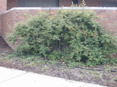 Pyracantha coccinea