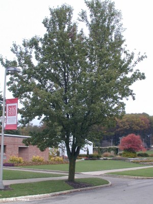 Pyrus calleryana