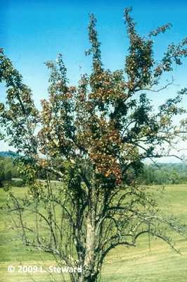 Pyrus communis