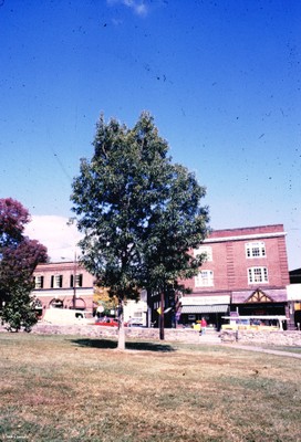 Quercus acutissima