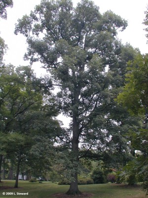 Quercus alba