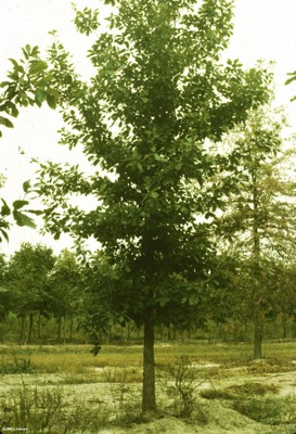 Quercus bicolor