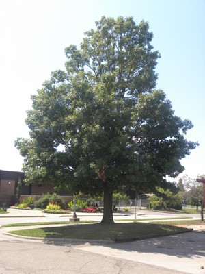 Quercus borealis