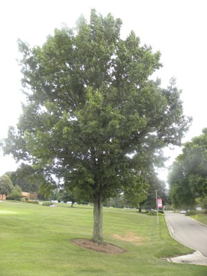 Quercus coccinea