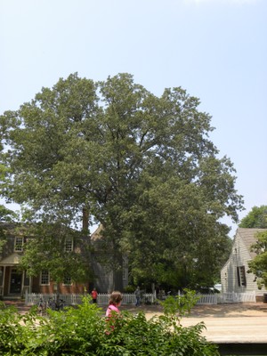 Quercus illicifolia