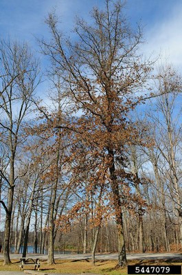 Quercus imbricaria 1.jpg