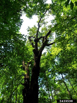 Quercus marilancica 1.jpg