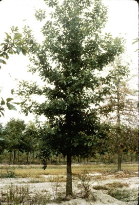 Quercus michauxii