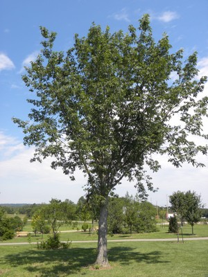 Quercus muhlenbergi