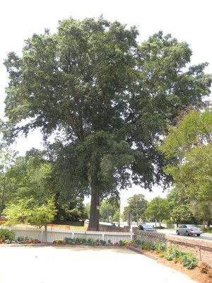 Quercus nigra 