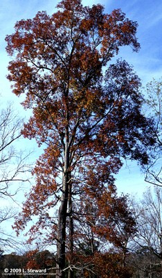 Quercus nuttali