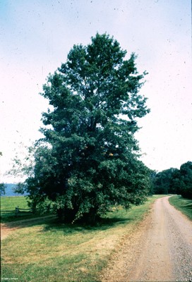 Quercus palustris