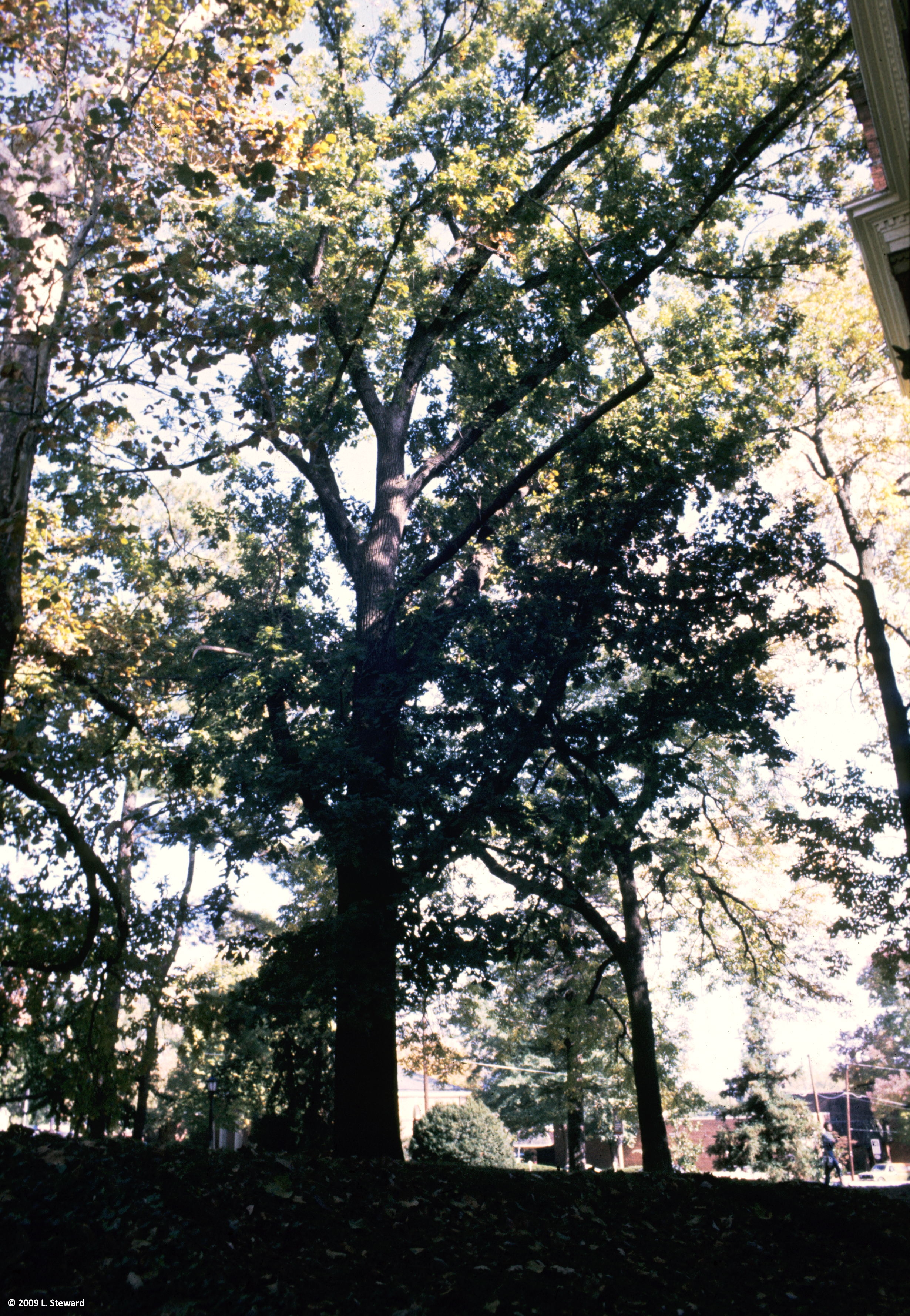 Quercus prinus