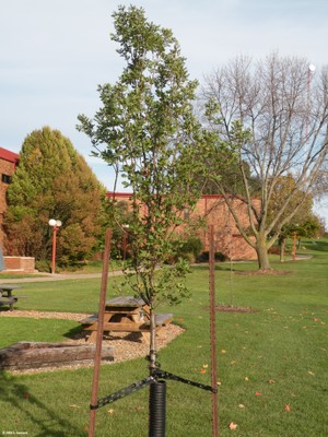 Quercus robur