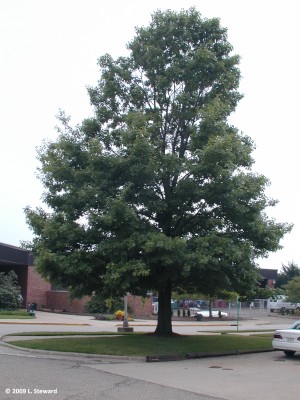 Quercus rubra