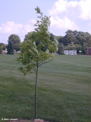 Quercus shumardii