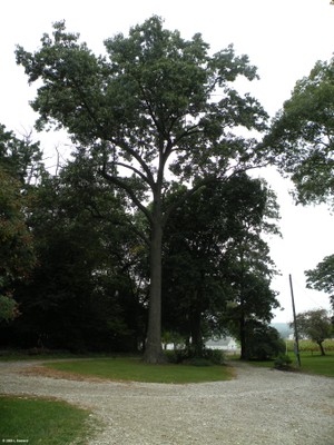 Quercus velutina