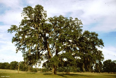 Quercus virginiana