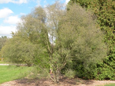 Rhamnus frangula 'Asplenifolia'