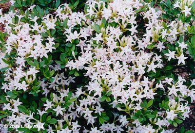 Rhododendron arborescens