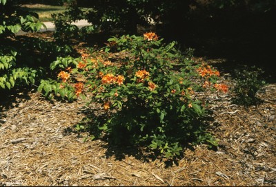 Rhododendron calendulaceum