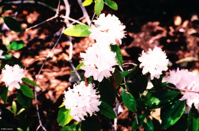 Rhododendron cansescens