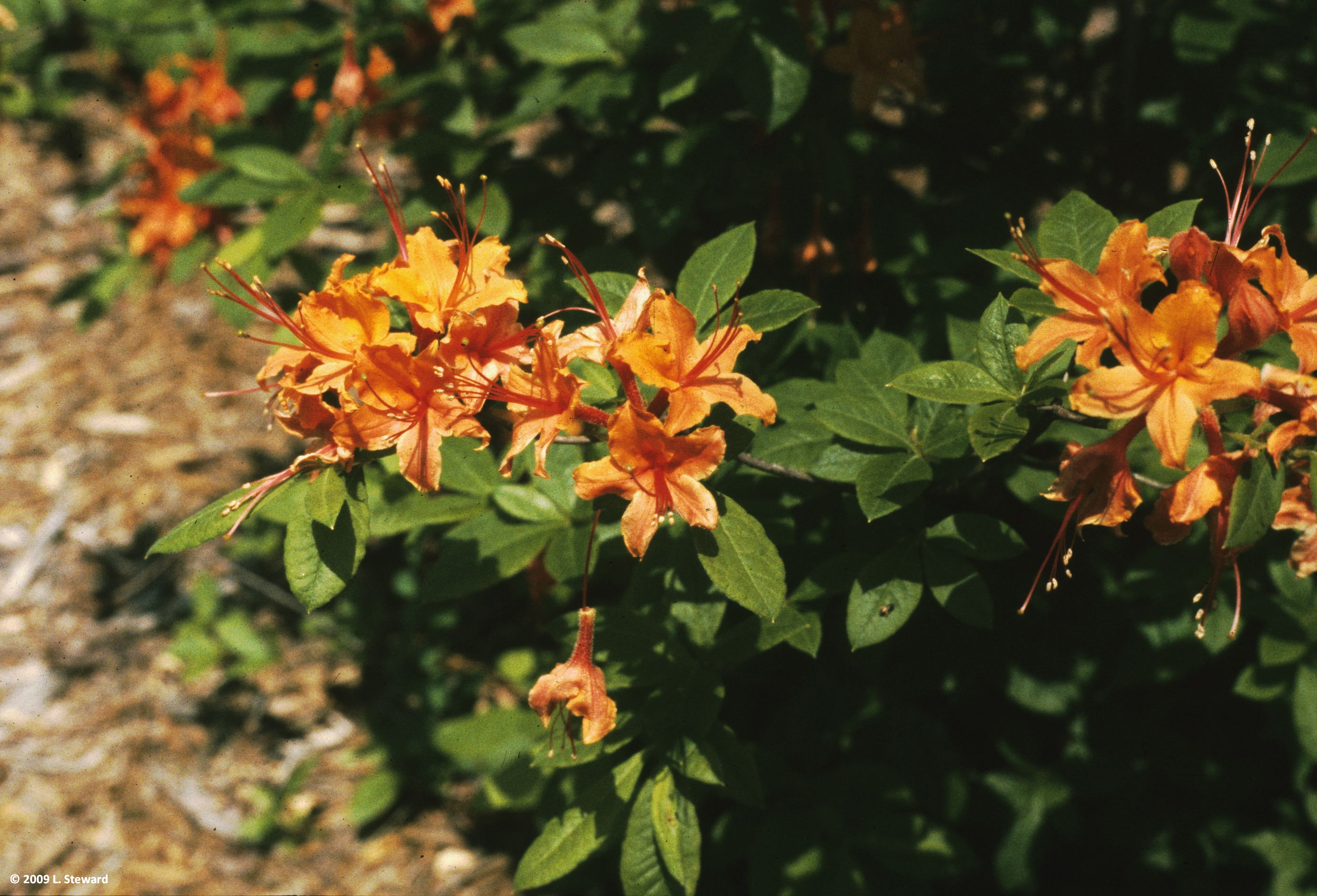 Rhododendron 'Exbury Hybrid' (flower)