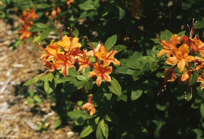 Rhododendron 'Exbury Hybrid' (flower)