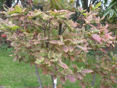 Rhododendron 'Exbury Hybrid' (foliage)