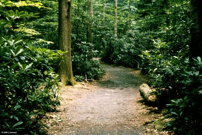 Rhododendron maxima