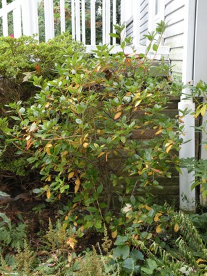 Rhododendron minus