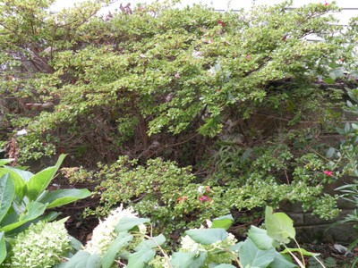 Rhododendron obtusa