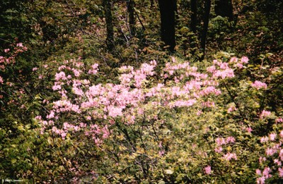 Rhododendron periclymenoides