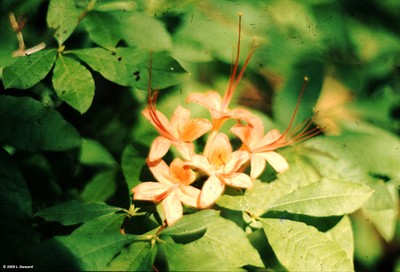 Rhododendron prunifolium