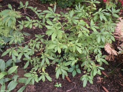 Rhododendron vaseyi