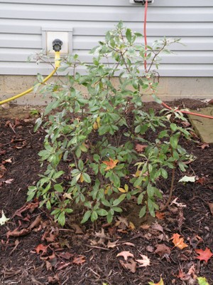 Rhododendron viscosum