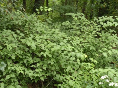 Rhodotypos scandens