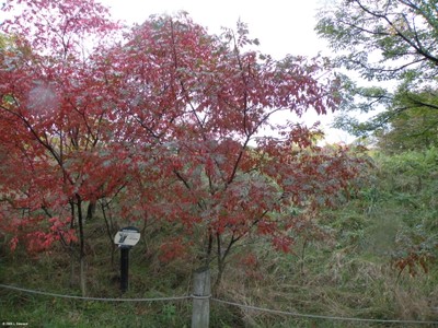 Rhus coppalina